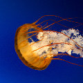 p0o9i8lkj  