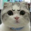junki  