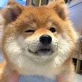 ����үү  